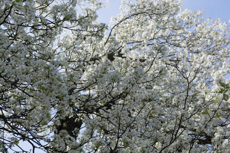 Borough of Crafton - Shade Tree Program